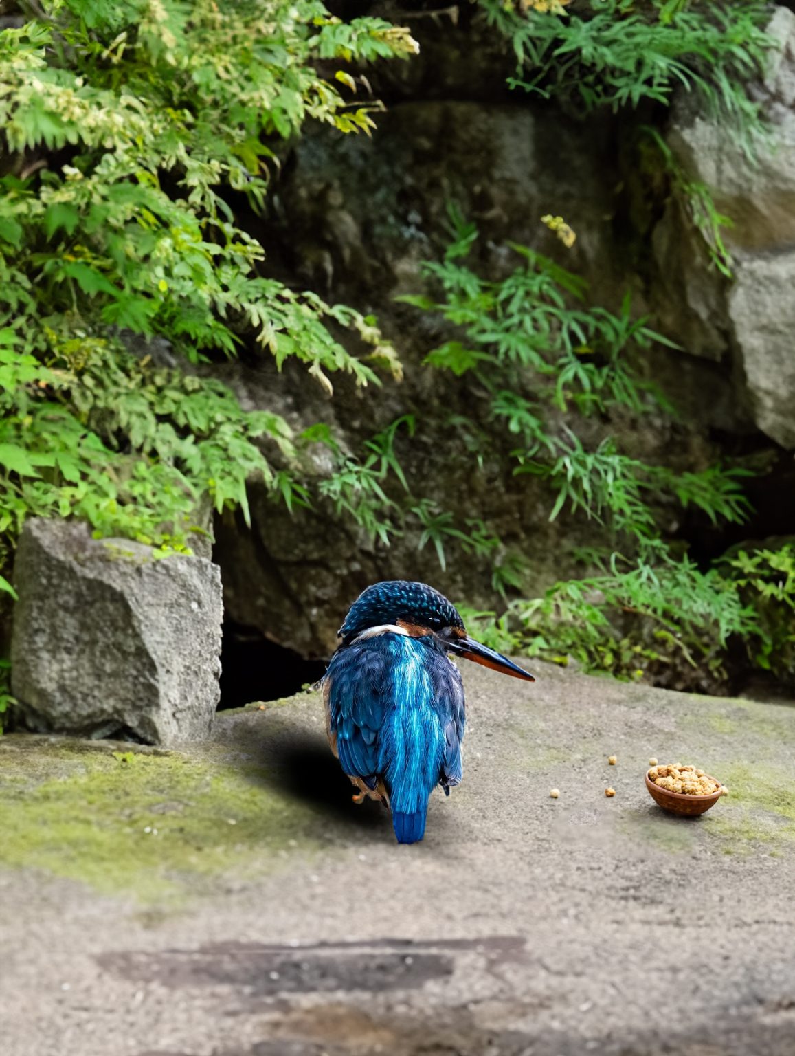 oiseau regardant sa nourriture